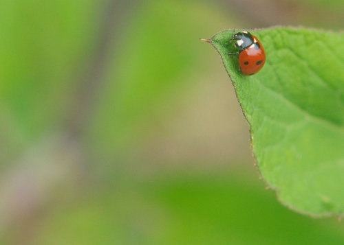 Ladybug on the tip of a leaf